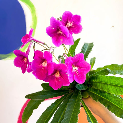 Streptocarpus ionantha 'Padarn' - Welsh Grown - Sprouts of Bristol