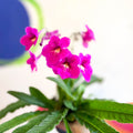 Streptocarpus ionantha 'Padarn' - Welsh Grown - Sprouts of Bristol