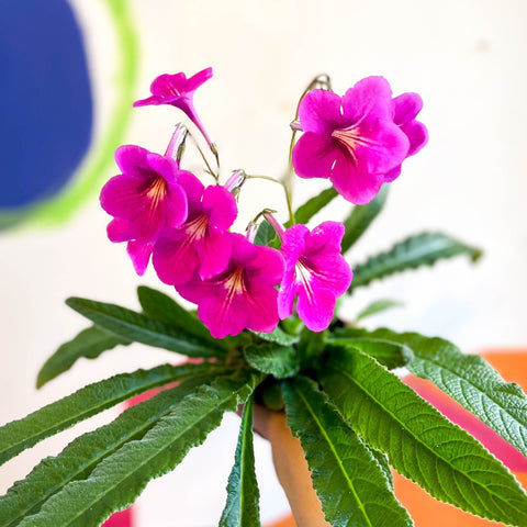 Streptocarpus ionantha 'Padarn' - Welsh Grown - Sprouts of Bristol