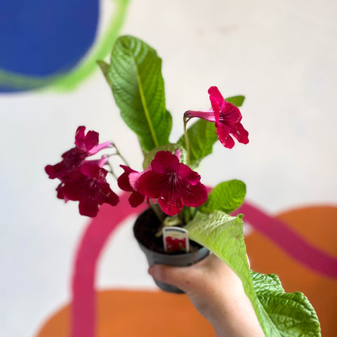 Streptocarpus ionantha 'Rubina' - Welsh Grown - Sprouts of Bristol