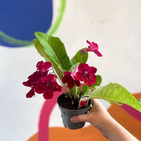 Streptocarpus ionantha 'Rubina' - Welsh Grown - Sprouts of Bristol