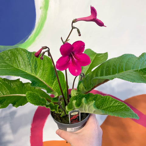 Streptocarpus ionantha 'Ruby' - Welsh Grown - Sprouts of Bristol