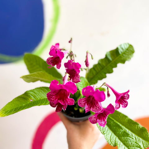 Streptocarpus ionantha 'Sheena' - Welsh Grown - Sprouts of Bristol
