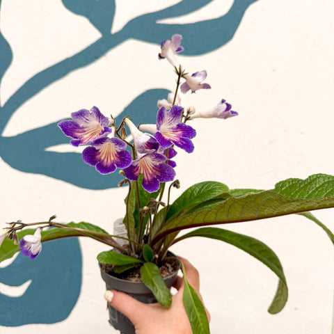 Streptocarpus ionantha 'Zoe' - Welsh Grown - Sprouts of Bristol