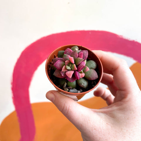Sunrise Succulent - Anacampseros rufescens ‘Sunrise’ - Sprouts of Bristol