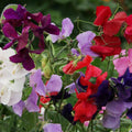 Sweet Pea 'Royal Family' Seeds - Sprouts of Bristol