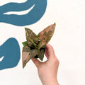 Syngonium podophyllum ‘Pink Splash’ - Sprouts of Bristol