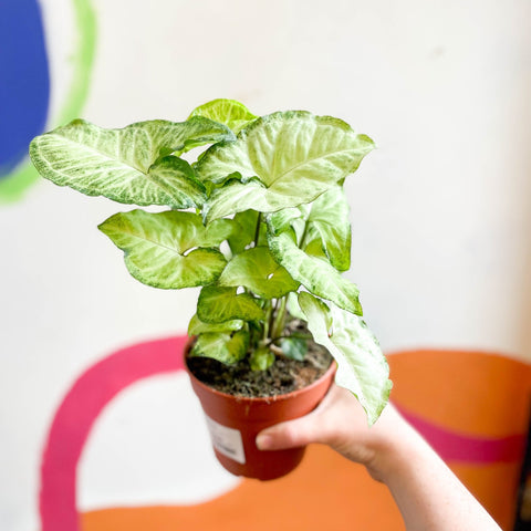 Syngonium podophyllum 'White Butterfly' - Sprouts of Bristol