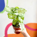 Syngonium podophyllum 'White Butterfly' - Sprouts of Bristol