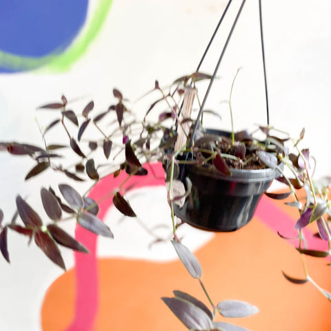 Tahitian Bridal Veil - Tradescantia geniculata 'Jose Puig' - Welsh Grown - Sprouts of Bristol