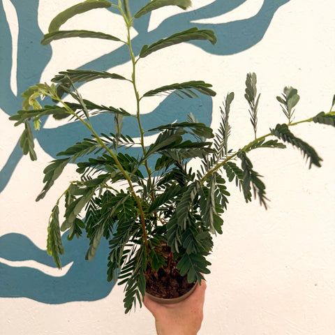 Tamarindus indica - Tamarind Tree - Sprouts of Bristol