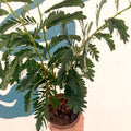 Tamarindus indica - Tamarind Tree - Sprouts of Bristol