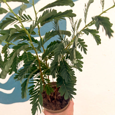 Tamarindus indica - Tamarind Tree - Sprouts of Bristol