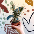 Tephrocactus strobiliformis – Pine Cone Cactus - Sprouts of Bristol