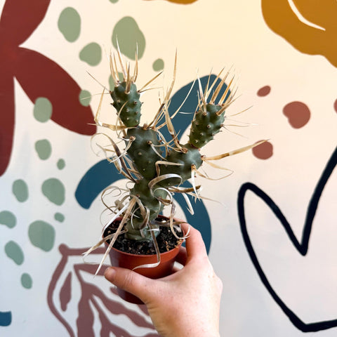 Tephrocactus strobiliformis – Pine Cone Cactus - Sprouts of Bristol