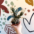 Tephrocactus strobiliformis – Pine Cone Cactus - Sprouts of Bristol