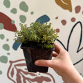 Thymus citriodorus 'Doone Valley' - Thyme - British Grown Culinary Herbs - Sprouts of Bristol