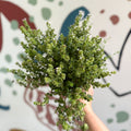 Thymus citriodorus 'Silver Queen' - Lemon Thyme - Sprouts of Bristol
