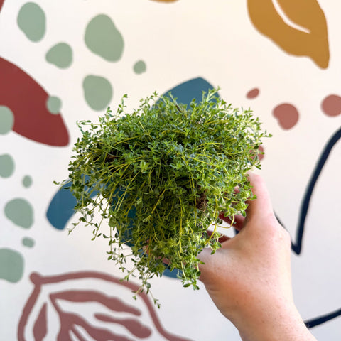 Thymus serpyllum ‘Snowdrift’ - Cotswolds Grown Culinary Herbs - Sprouts of Bristol