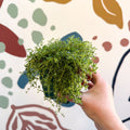 Thymus serpyllum ‘Snowdrift’ - Cotswolds Grown Culinary Herbs - Sprouts of Bristol