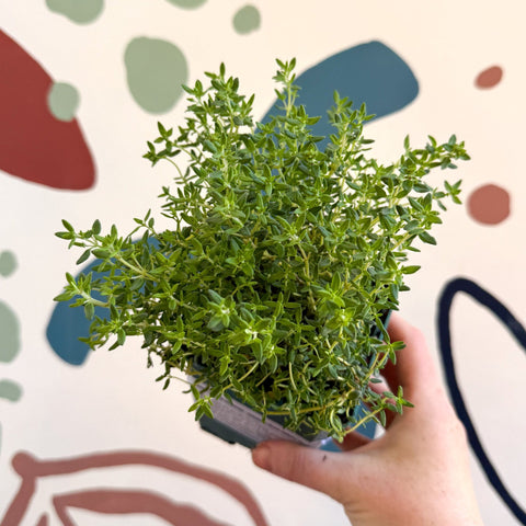 Thymus vulgaris compactus - Cotswolds Grown Culinary Herbs - Sprouts of Bristol