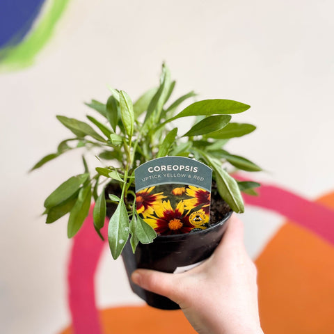 Tickseed - Coreopsis 'Uptick Yellow & Red' UK Grown - Sprouts of Bristol