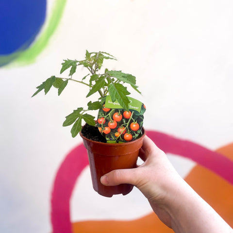 Tomato (Cordon) - Solanum lycopersicum 'Sungold SuperSweet' - British Grown - Sprouts of Bristol