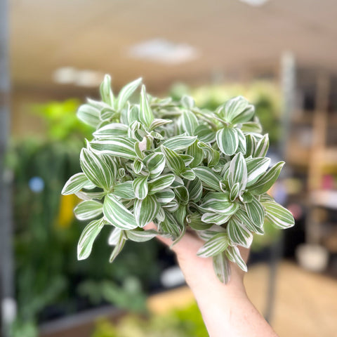 Tradescantia fluminensis ‘White Cobra’ – Inch Plant - Sprouts of Bristol