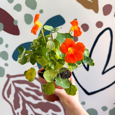 Tropaeolum majus 'Alaska Series' - Variegated Nasturtium - Sprouts of Bristol