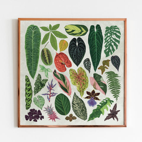 Tropical Houseplant Print [Beneath the Canopy RHS Collab] - Sprouts of Bristol