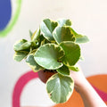 Variegated Baby Rubberplant - Peperomia obtusifolia `Variegata' - Sprouts of Bristol