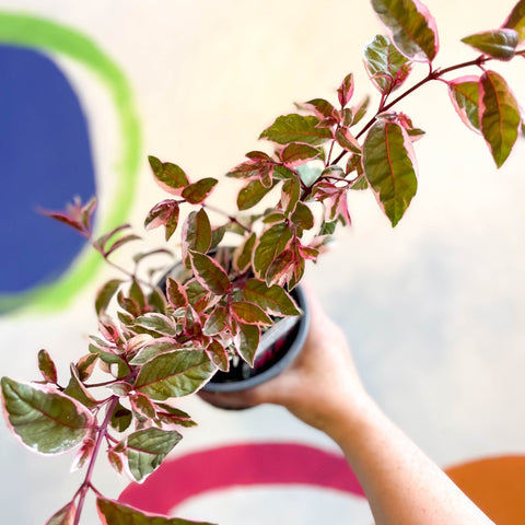 Variegated Hardy Fuchsia Bush - Fuchsia 'Tom West' - British Grown - Sprouts of Bristol
