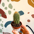 Vatricania guentherii – Woolly Column Cactus - Sprouts of Bristol