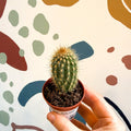 Vatricania guentherii – Woolly Column Cactus - Sprouts of Bristol