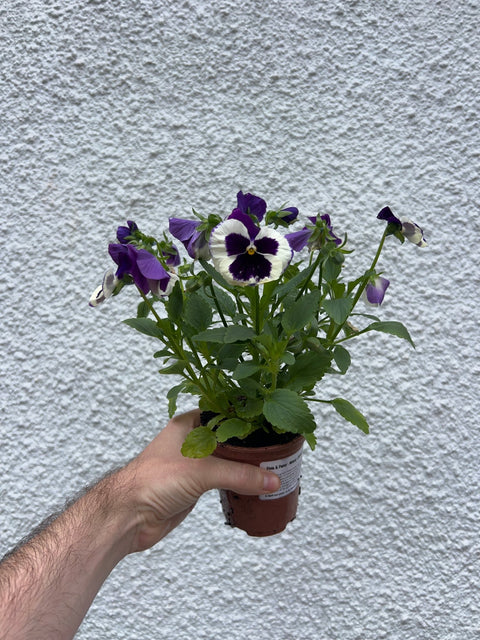 Viola & Pansy - Mixed - British Grown - Sprouts of Bristol