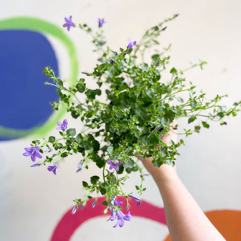 Wall Bellflower - Campanula portenschlagiana 'Catharina' - British Grown - Sprouts of Bristol