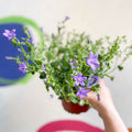 Wall Bellflower - Campanula portenschlagiana 'Catharina' - British Grown - Sprouts of Bristol