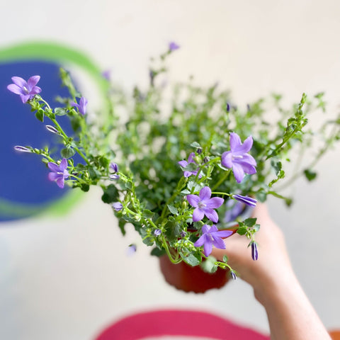 Wall Bellflower - Campanula portenschlagiana 'Catharina' - British Grown - Sprouts of Bristol