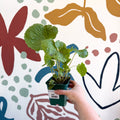 Wasabi Japonica 'Mephisto Green' - Cotswolds Grown Culinary Herbs - Sprouts of Bristol