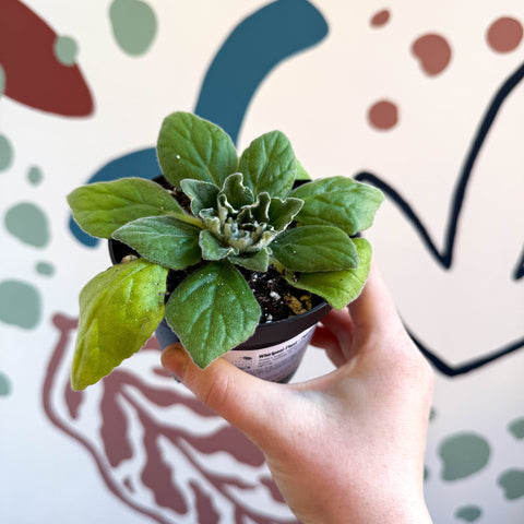 Whirlpool Plant - Petrocosmea 'Asa Blue' - Welsh Grown - Sprouts of Bristol