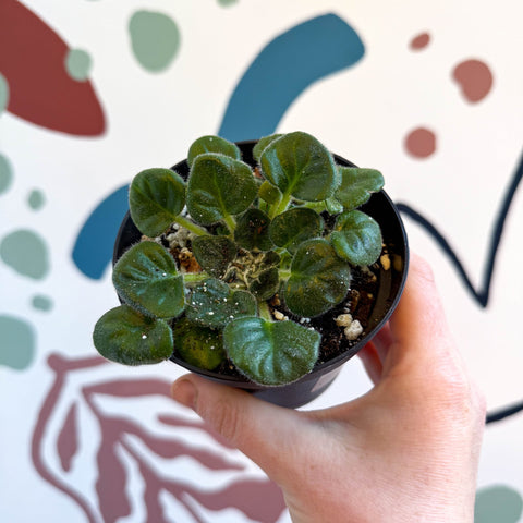 Whirlpool Plant - Petrocosmea barbata 'Marion King' - Welsh Grown - Sprouts of Bristol