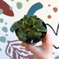Whirlpool Plant - Petrocosmea barbata 'Marion King' - Welsh Grown - Sprouts of Bristol