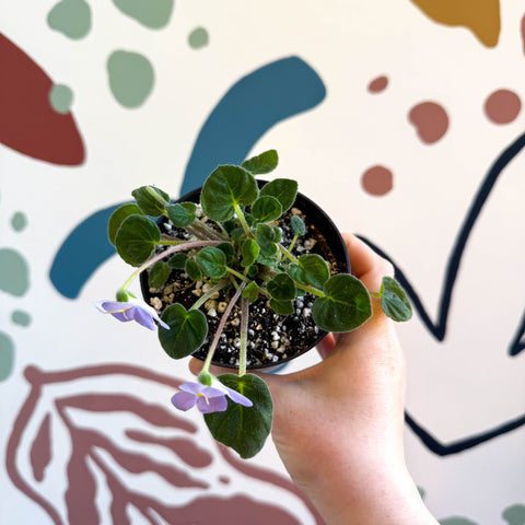 Whirlpool Plant - Petrocosmea formosa 'Crug's Capricious' - Welsh Grown - Sprouts of Bristol