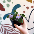 Whirlpool Plant - Petrocosmea formosa 'Crug's Capricious' - Welsh Grown - Sprouts of Bristol