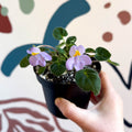 Whirlpool Plant - Petrocosmea formosa 'Crug's Capricious' - Welsh Grown - Sprouts of Bristol