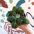 Whirlpool Plant - Petrocosmea 'Glasgow Kiss' - Welsh Grown - Sprouts of Bristol