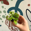 Whirlpool Plant - Petrocosmea iodioides - Welsh Grown - Sprouts of Bristol