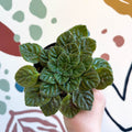 Whirlpool Plant - Petrocosmea 'Keystone's Barnswallow' - Welsh Grown - Sprouts of Bristol