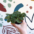 Whirlpool Plant - Petrocosmea 'Keystone's Barnswallow' - Welsh Grown - Sprouts of Bristol