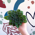 Whirlpool Plant - Petrocosmea 'Keystone's Belmont' - Welsh Grown - Sprouts of Bristol